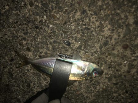 連日のアジング